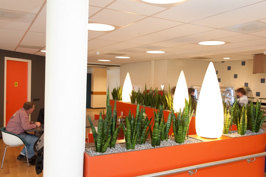 sanseveria (1 van 1)